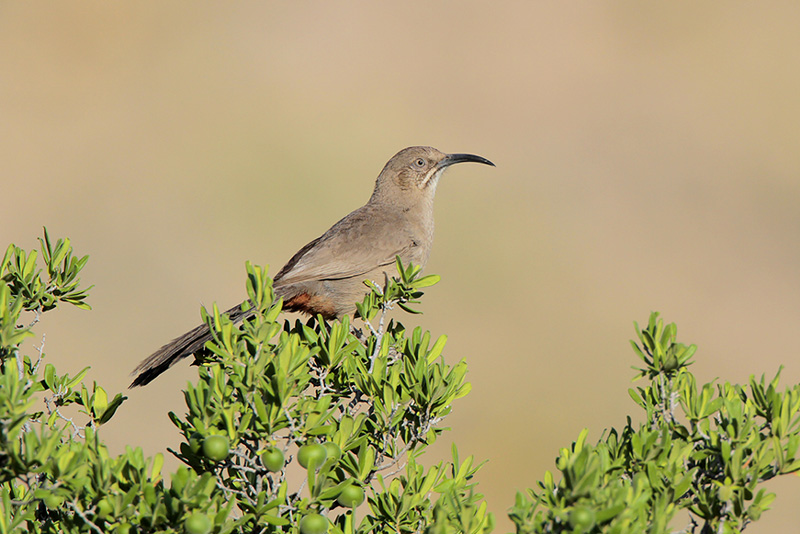 Crissal Thrasher
