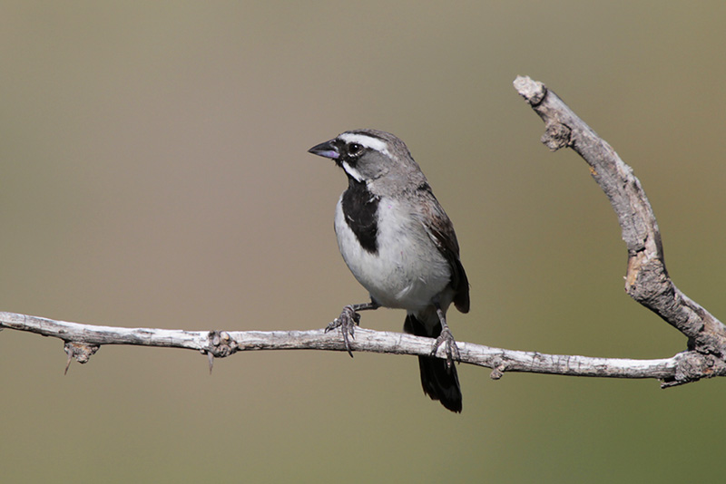 Black-throated Sparrow