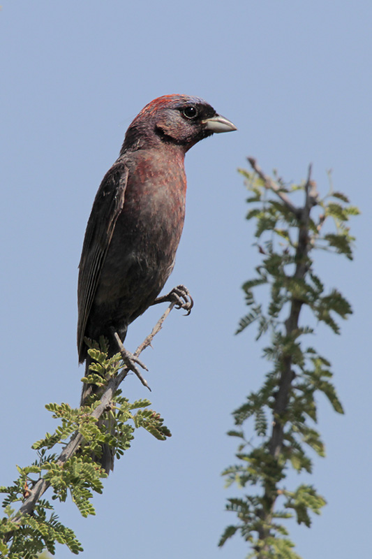 Varied Bunting