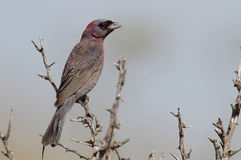 Varied Bunting