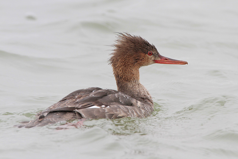 Red-breasted Merganser