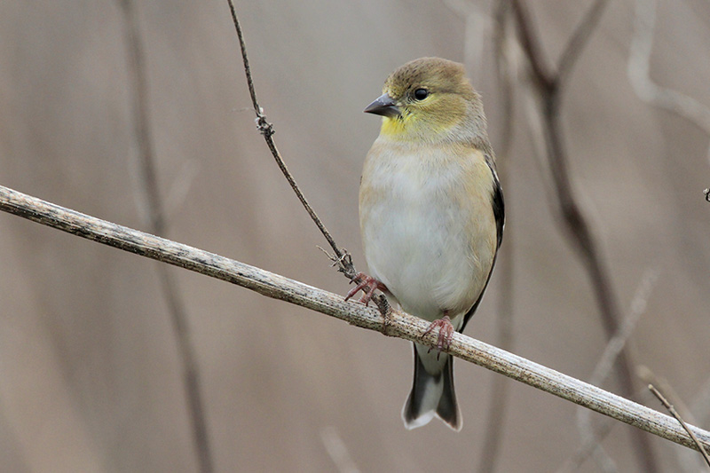 American Goldfinch