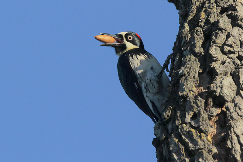 Acorn Woodpecker