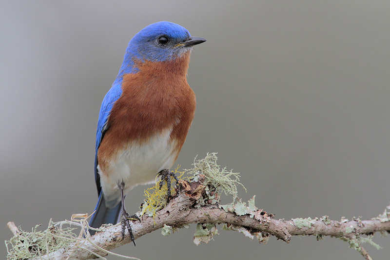 Eastern Bluebird