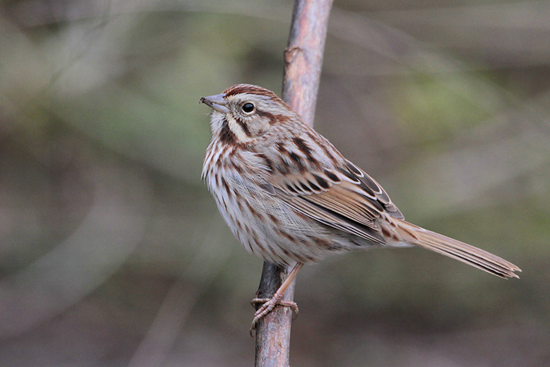 Song Sparrow