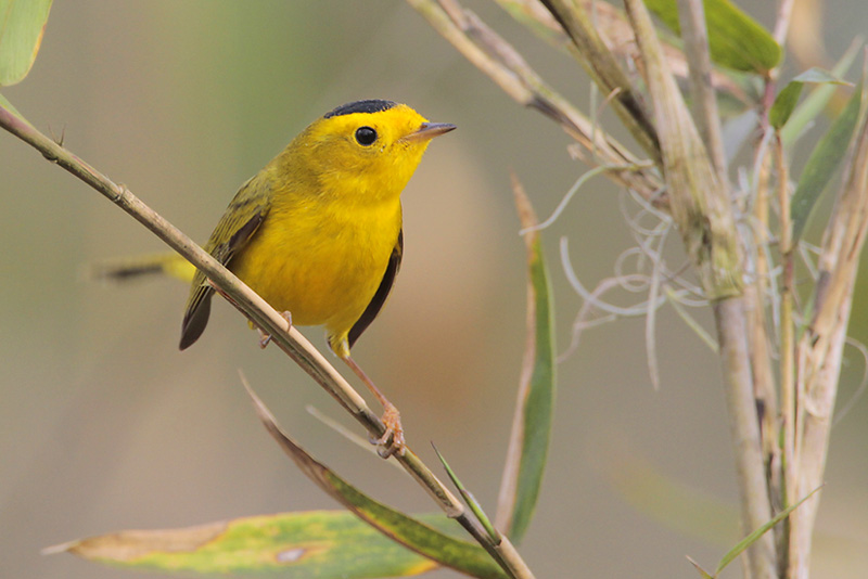 Wilsons Warbler