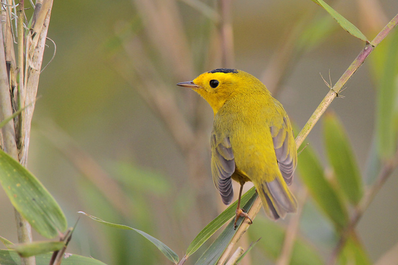 Wilsons Warbler