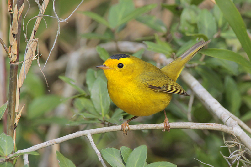 Wilsons Warbler