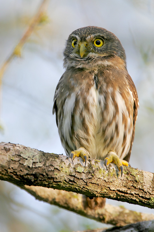 Ferruginous Pygmy Owl