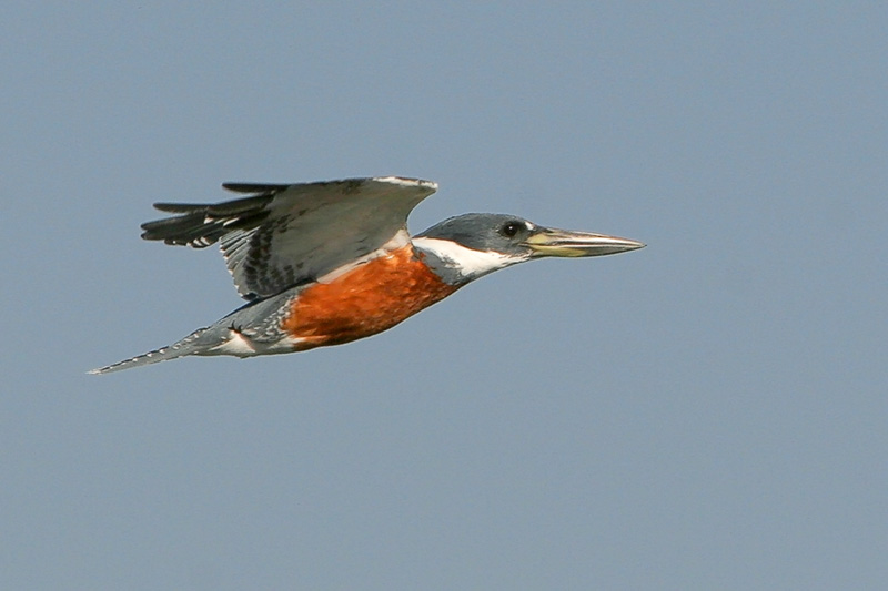 Ringed Kingfisher