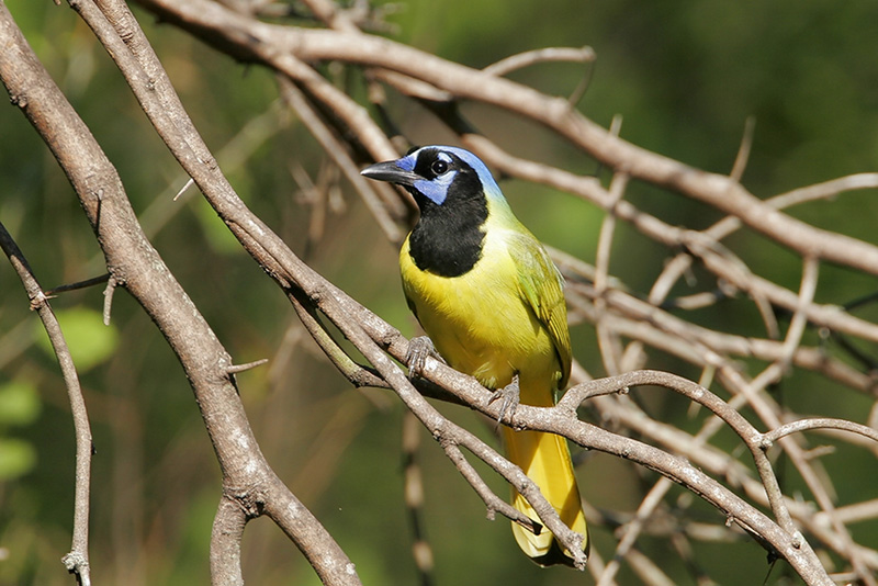 Green Jay