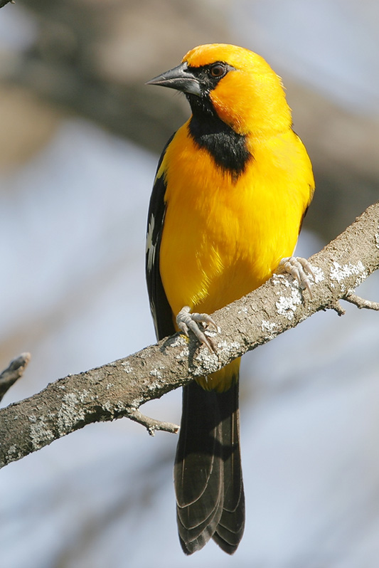 Altamira Oriole