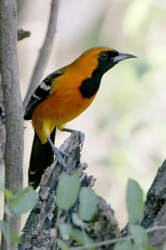 Hooded Oriole