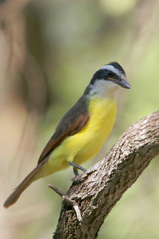 Great Kiskadee