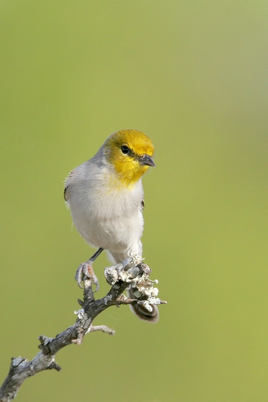 Verdin