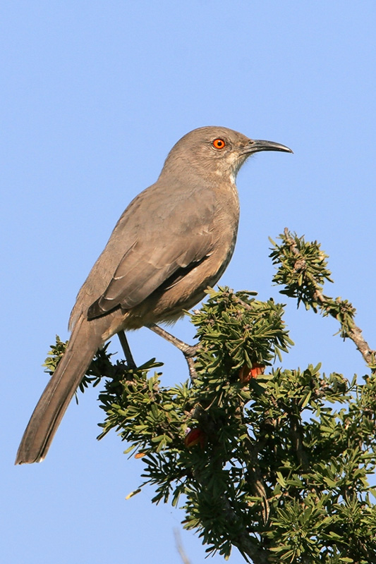 Curve-billed Thrasher