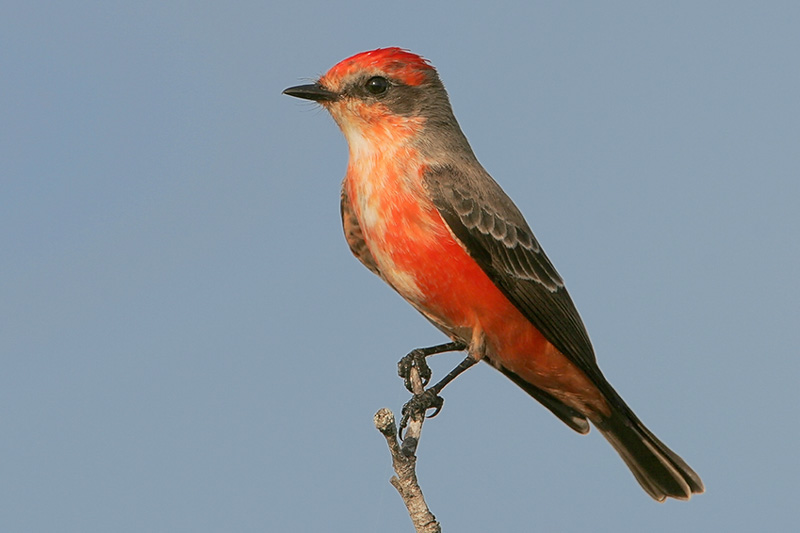 Vermilion Flycatcher