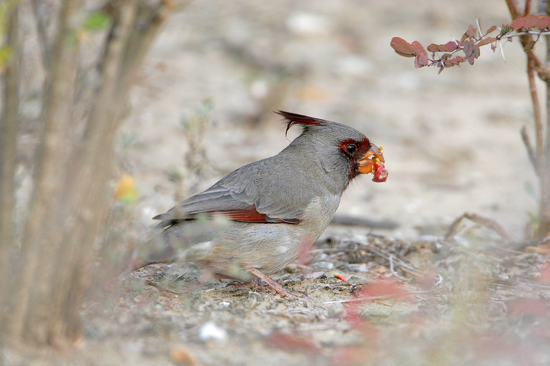 Pyrrhuloxia