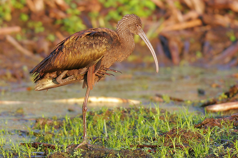 White-faced Ibis
