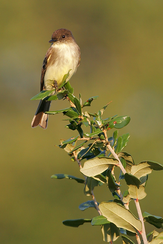 Eastern phoebe