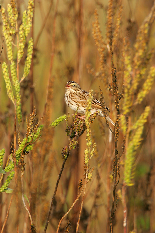 Savannah Sparrow