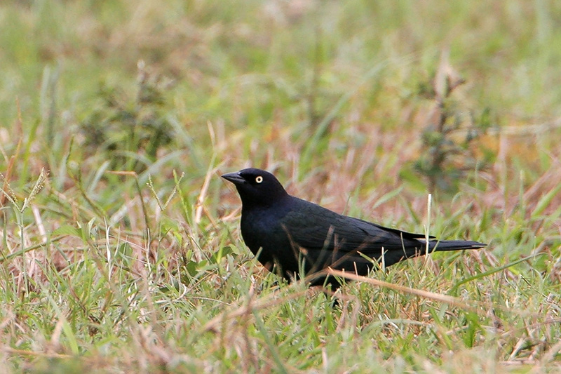 Brewers Blackbird