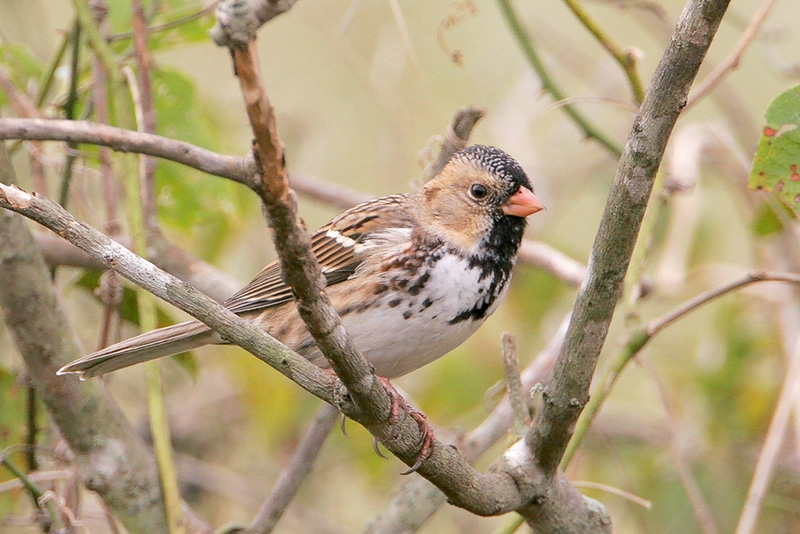 Harriss Sparrow