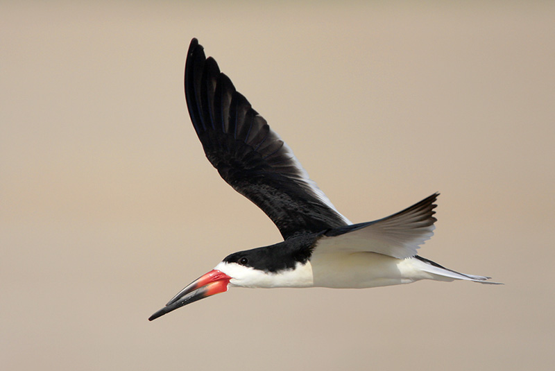 Black Skimmer