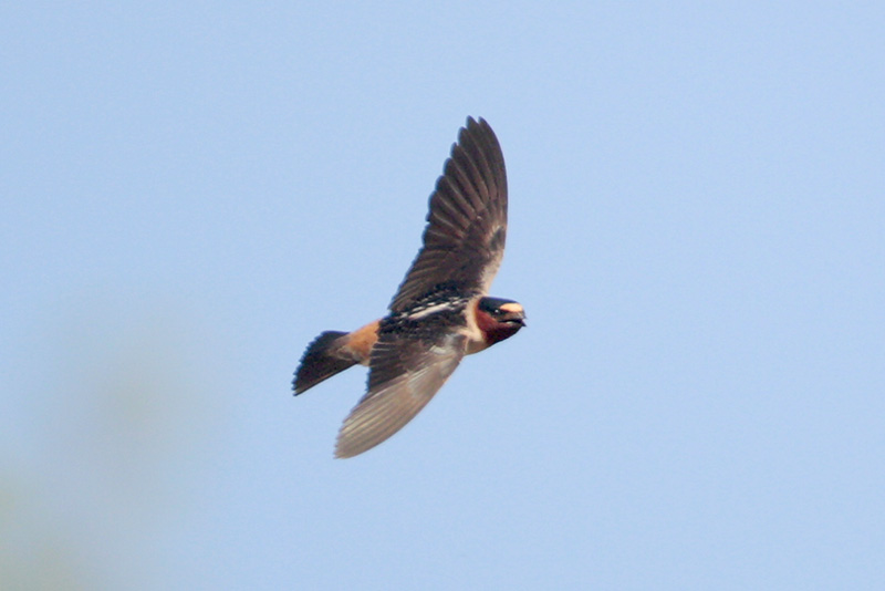 Cliff Swallow