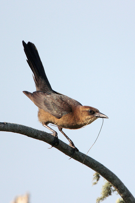 Boat-tailed Grackle