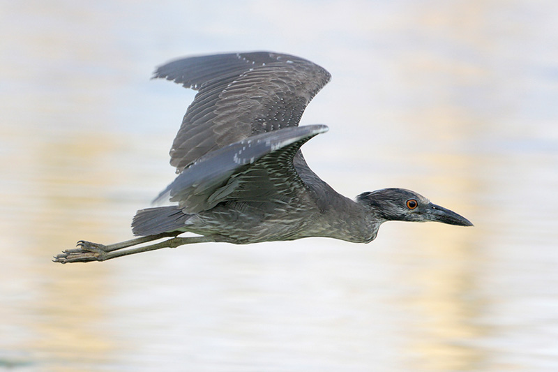Yellow-crowned Night-Heron
