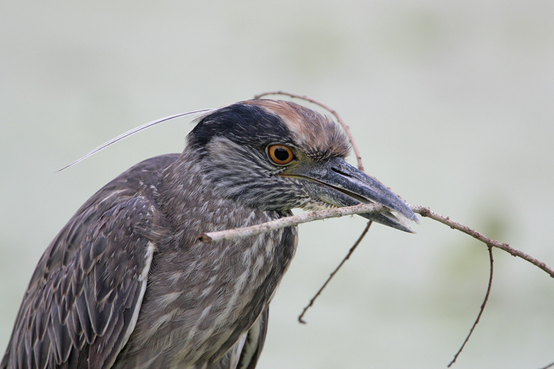 Yellow-crowned Night-Heron