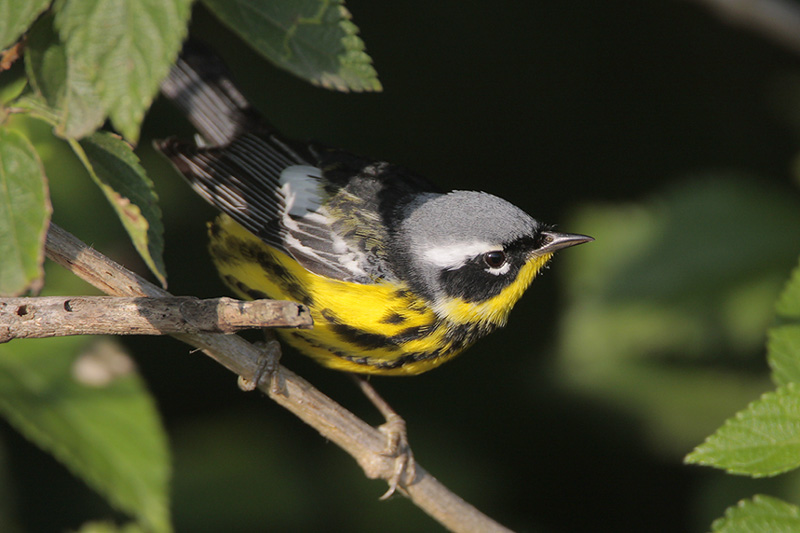 Magnolia Warbler