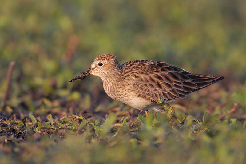 Pectoral Sandpiper