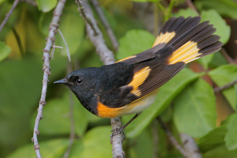 American Redstart