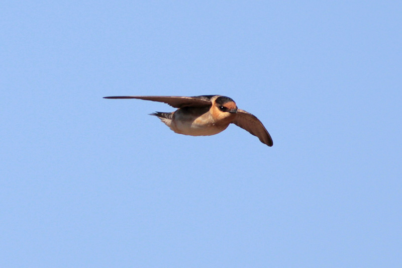 Cave Swallow