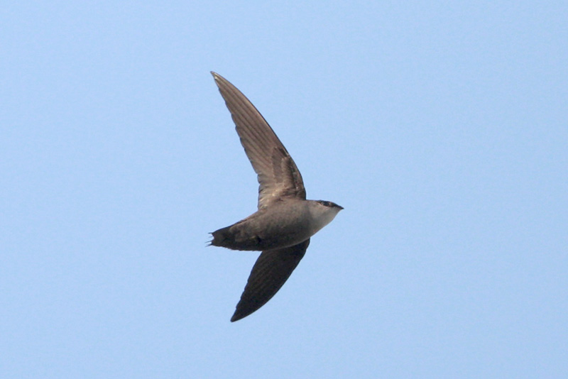 Chimney Swift