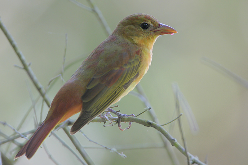 Summer Tanager