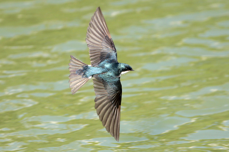 Tree Swallow