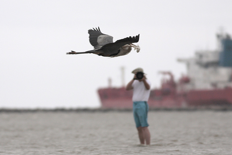 Great Blue Heron