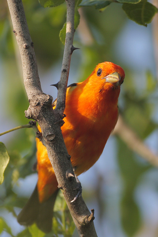 Scarlet Tanager