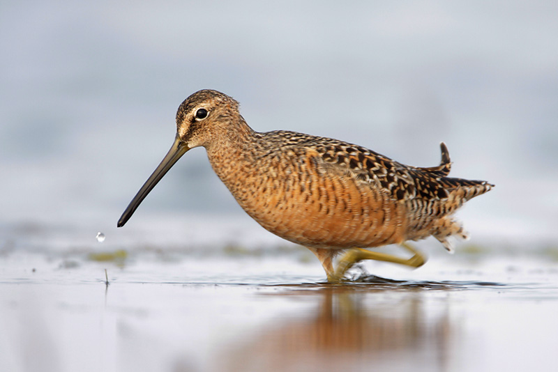 Long-billed Dowitcher