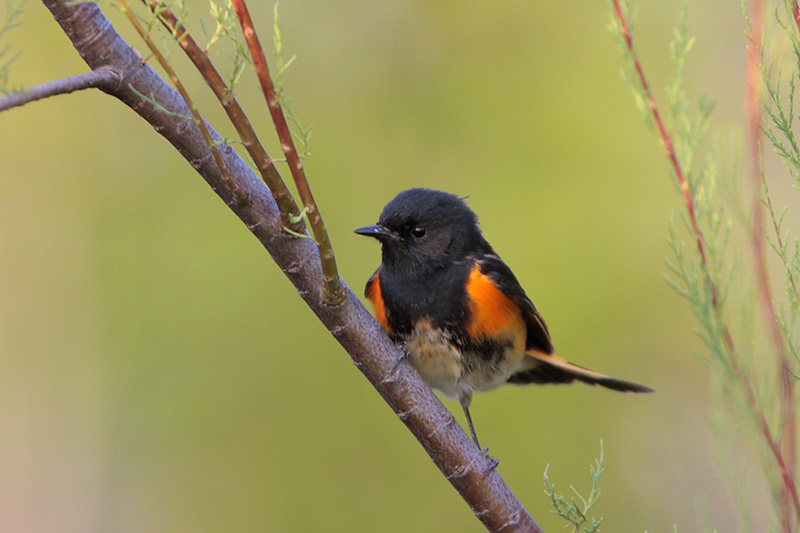 American Redstart