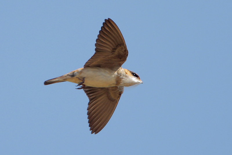 Cave Swallow