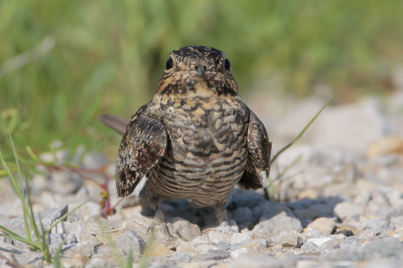 Common Nighthawk
