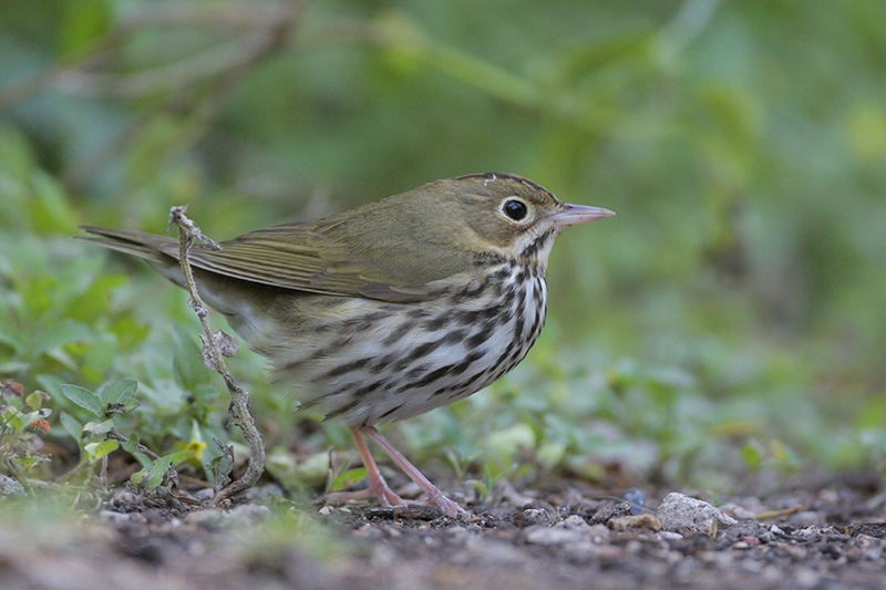 Ovenbird