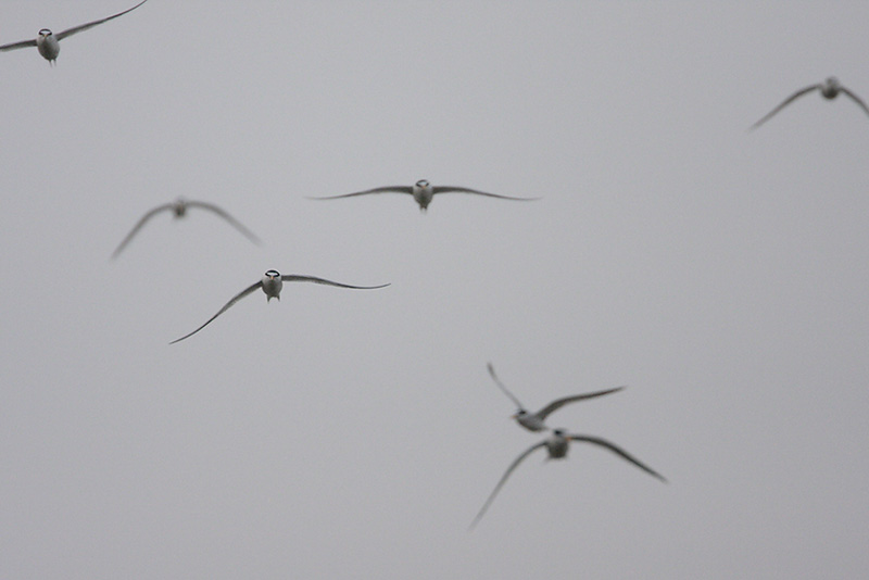 Least Tern