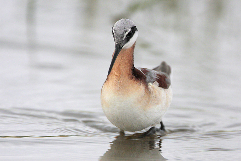 Wilsons Phalarope