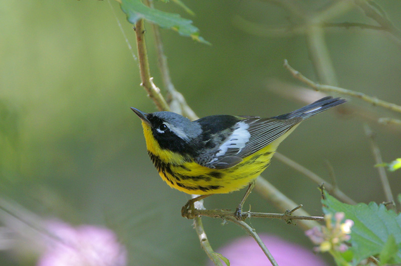 Magnolia Warbler