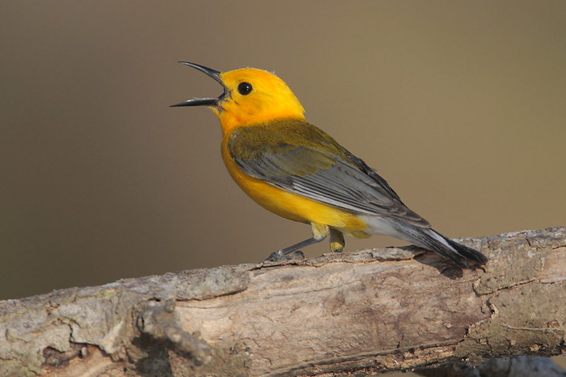 Prothonotary Warbler